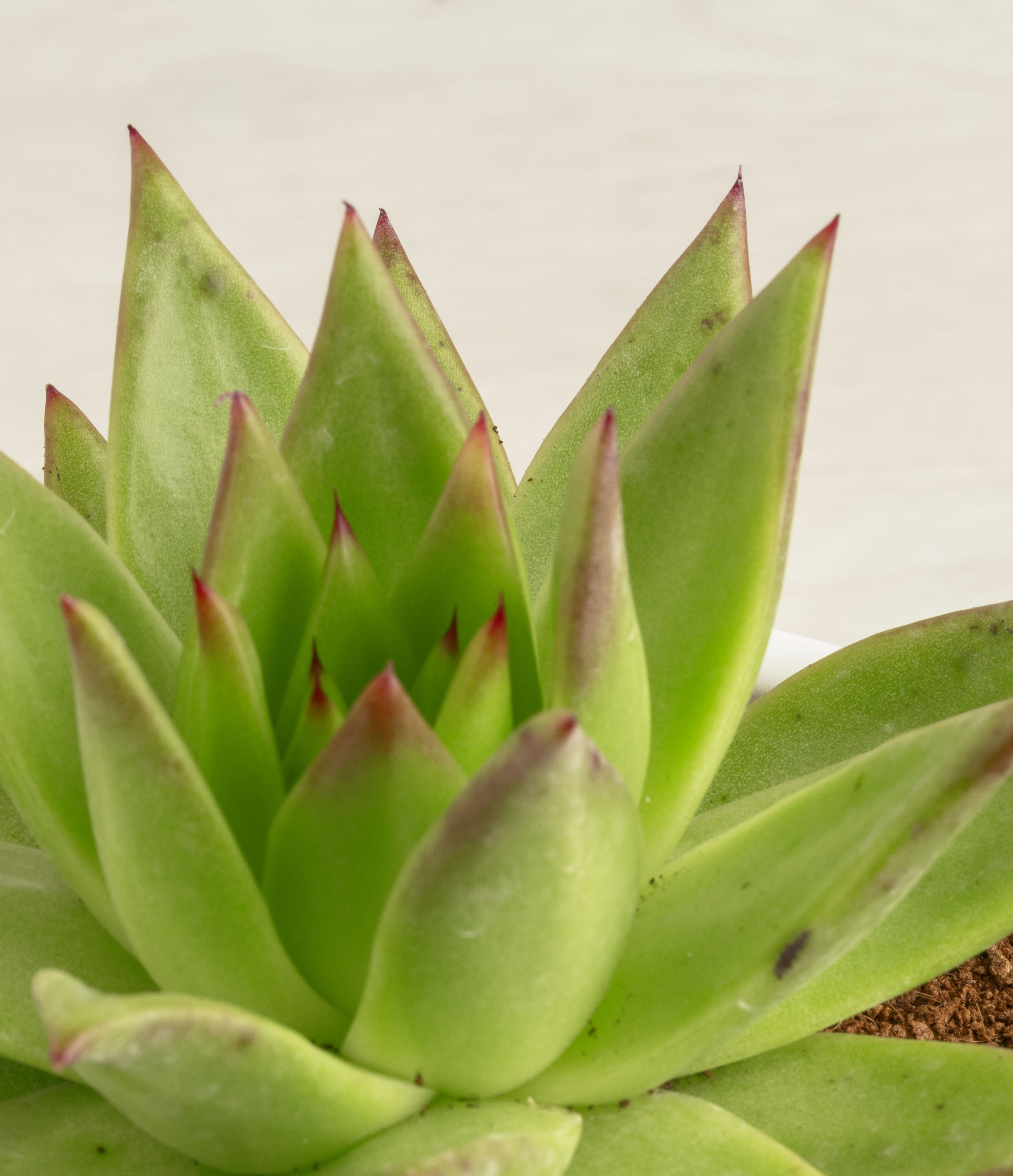 Echeveria Miranda