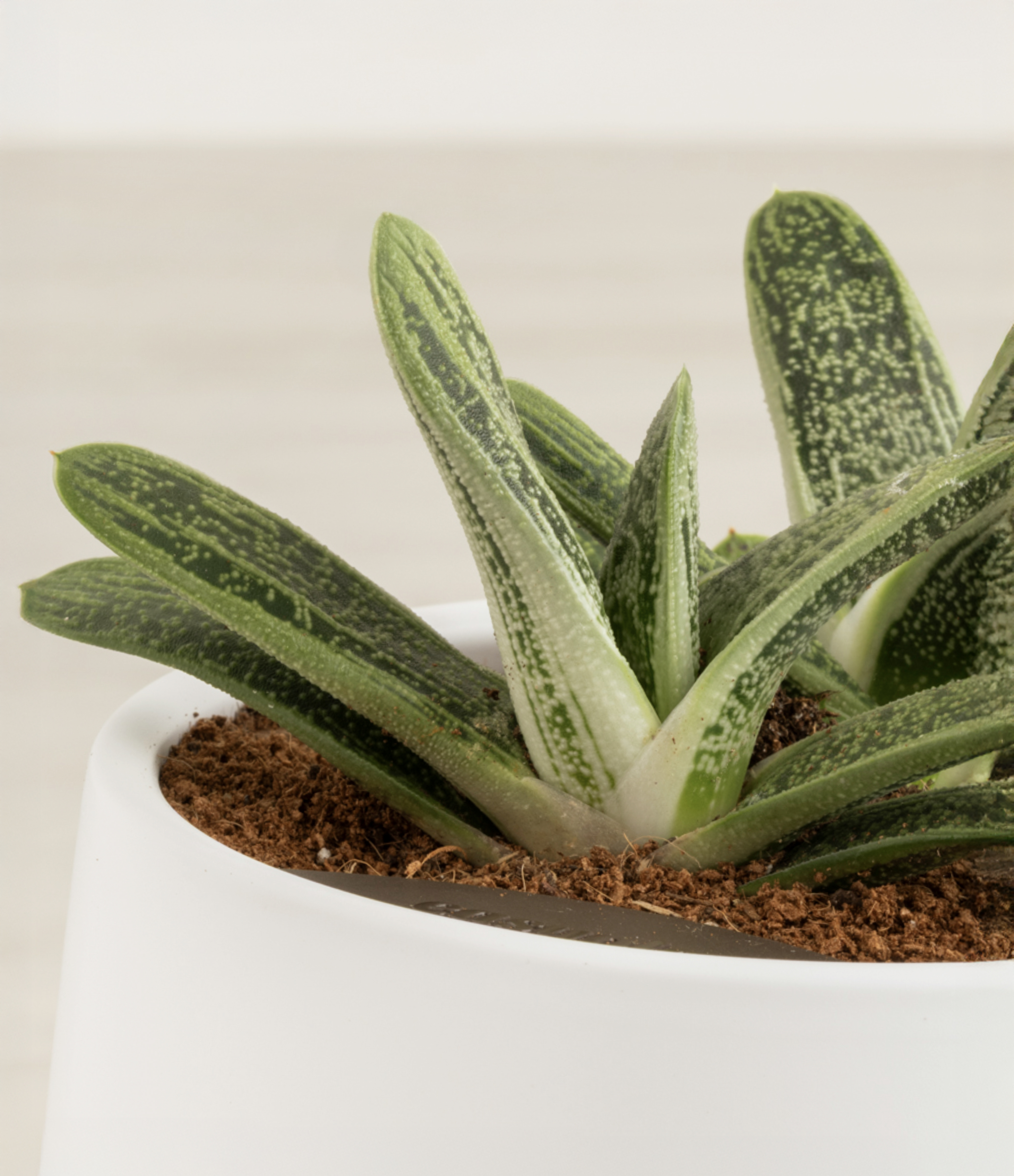Gasteria Retusa
