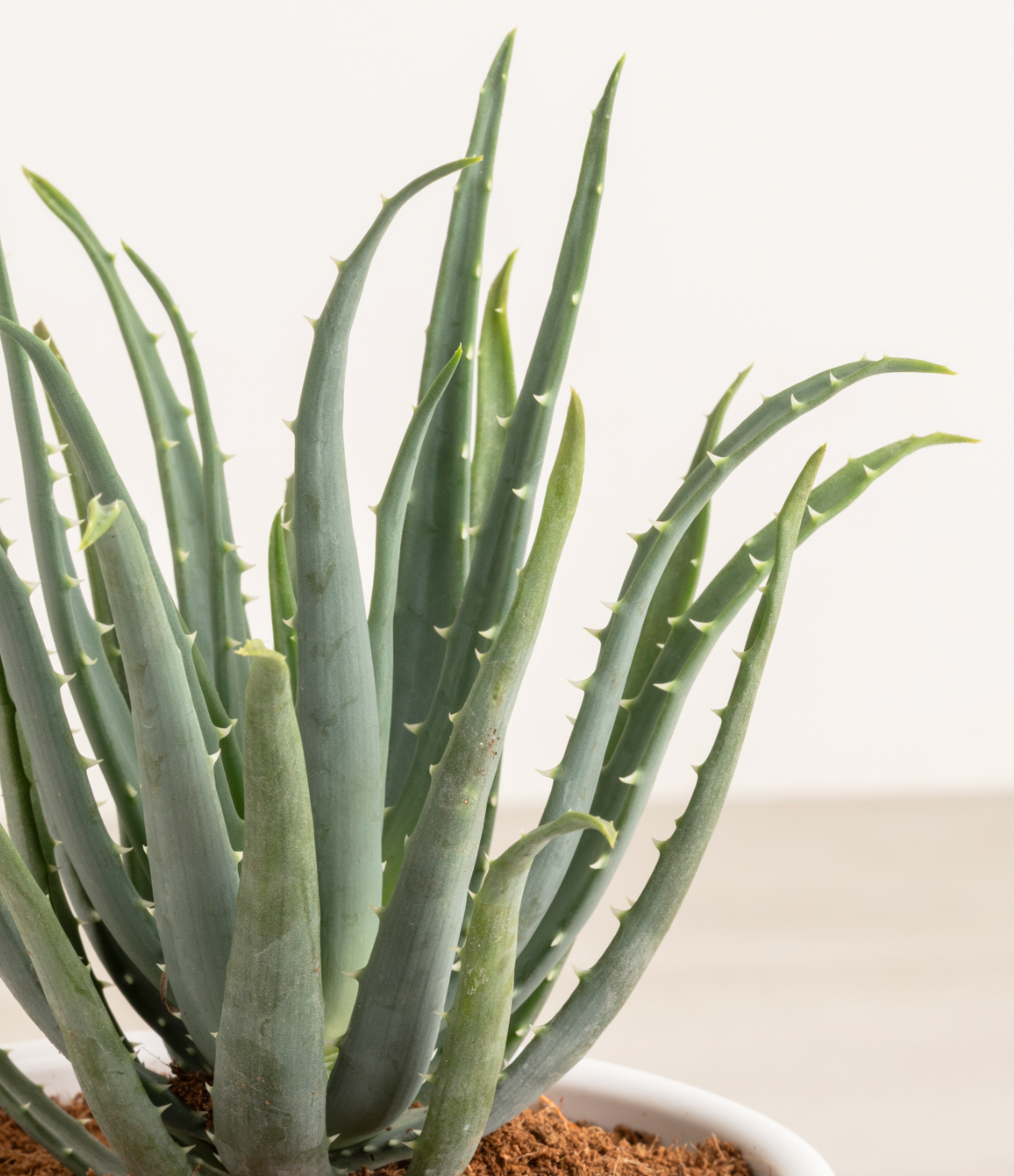 Hedgehog Aloe