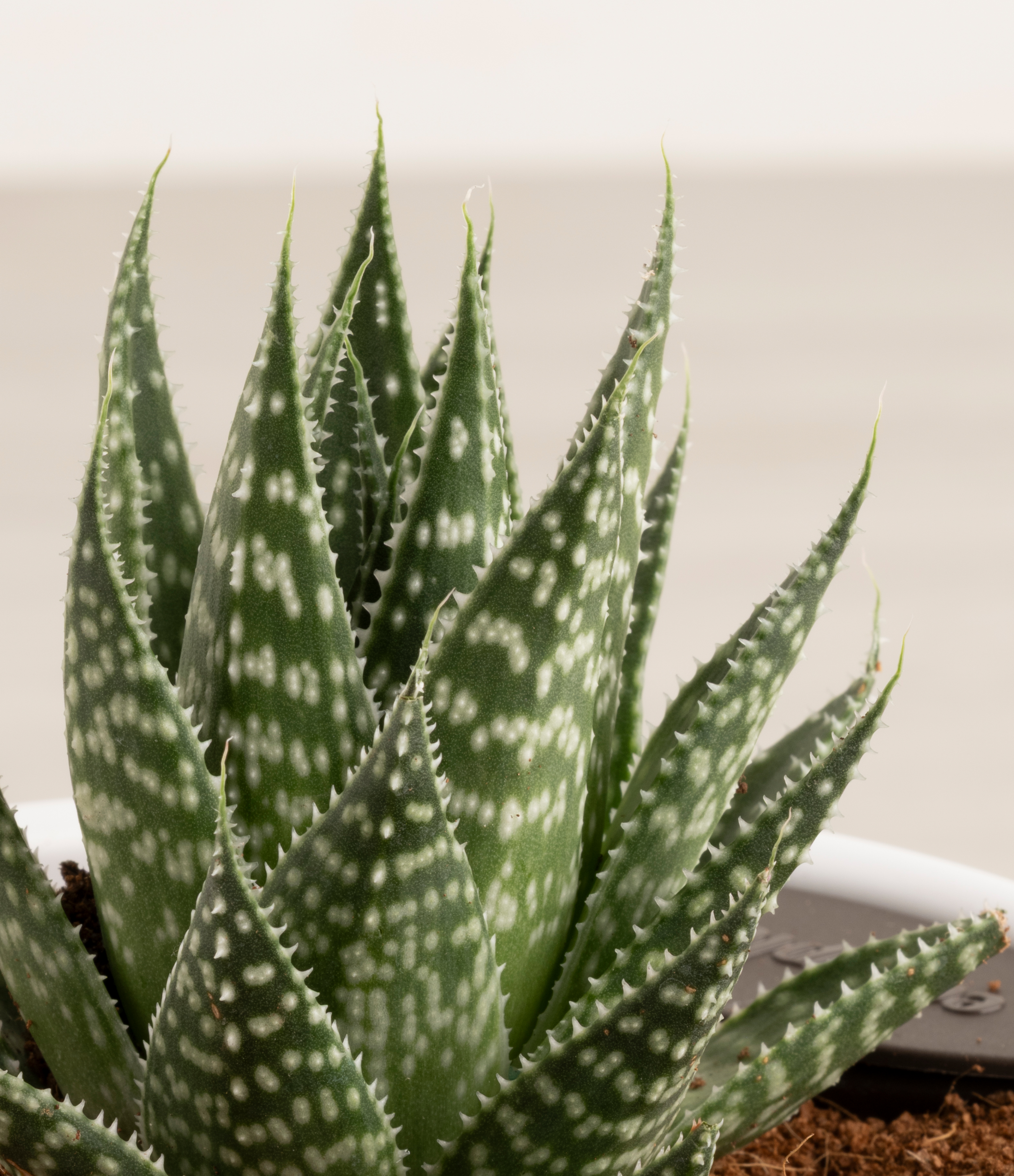 Lace Aloe