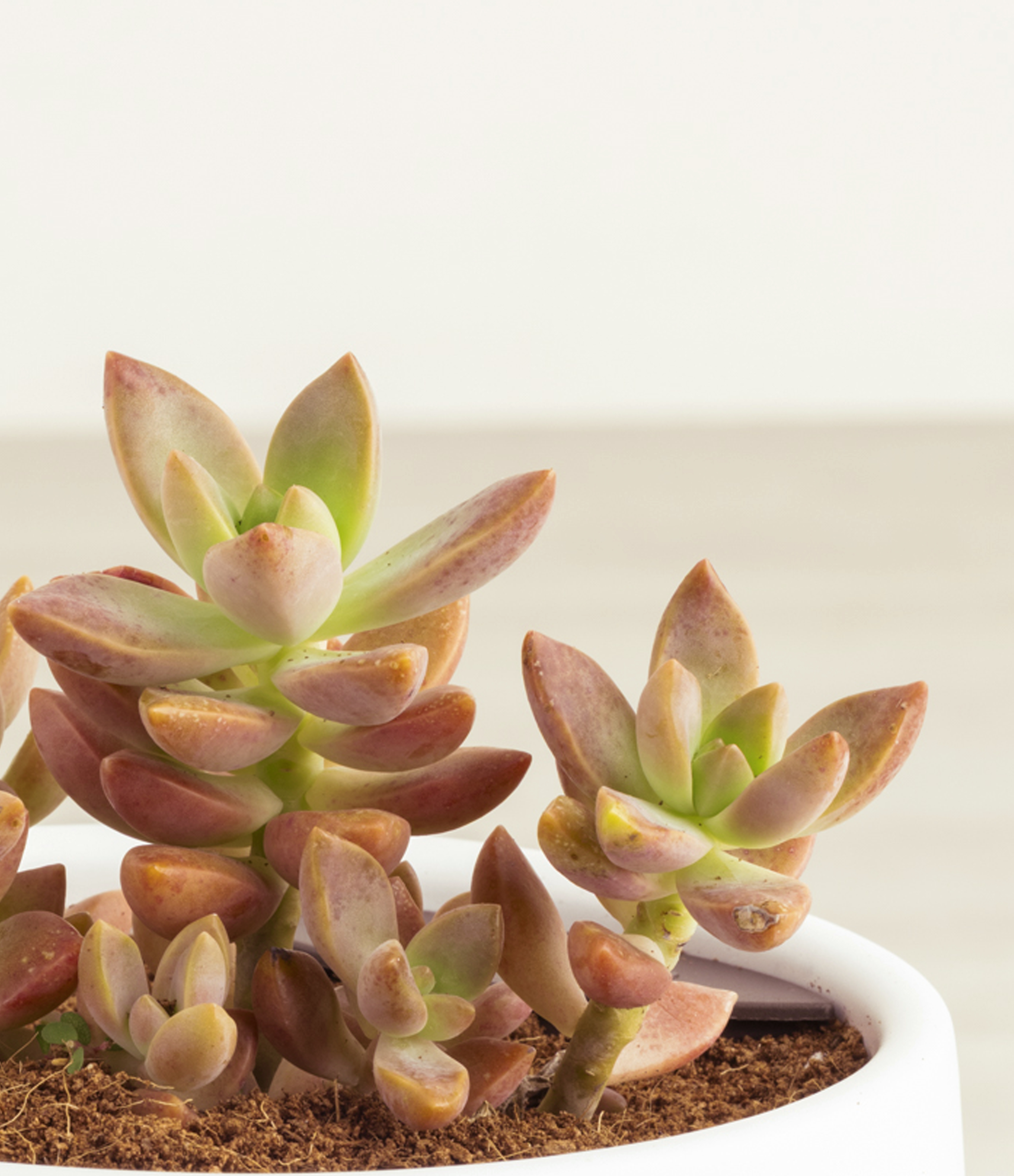 Firestorm Sedum