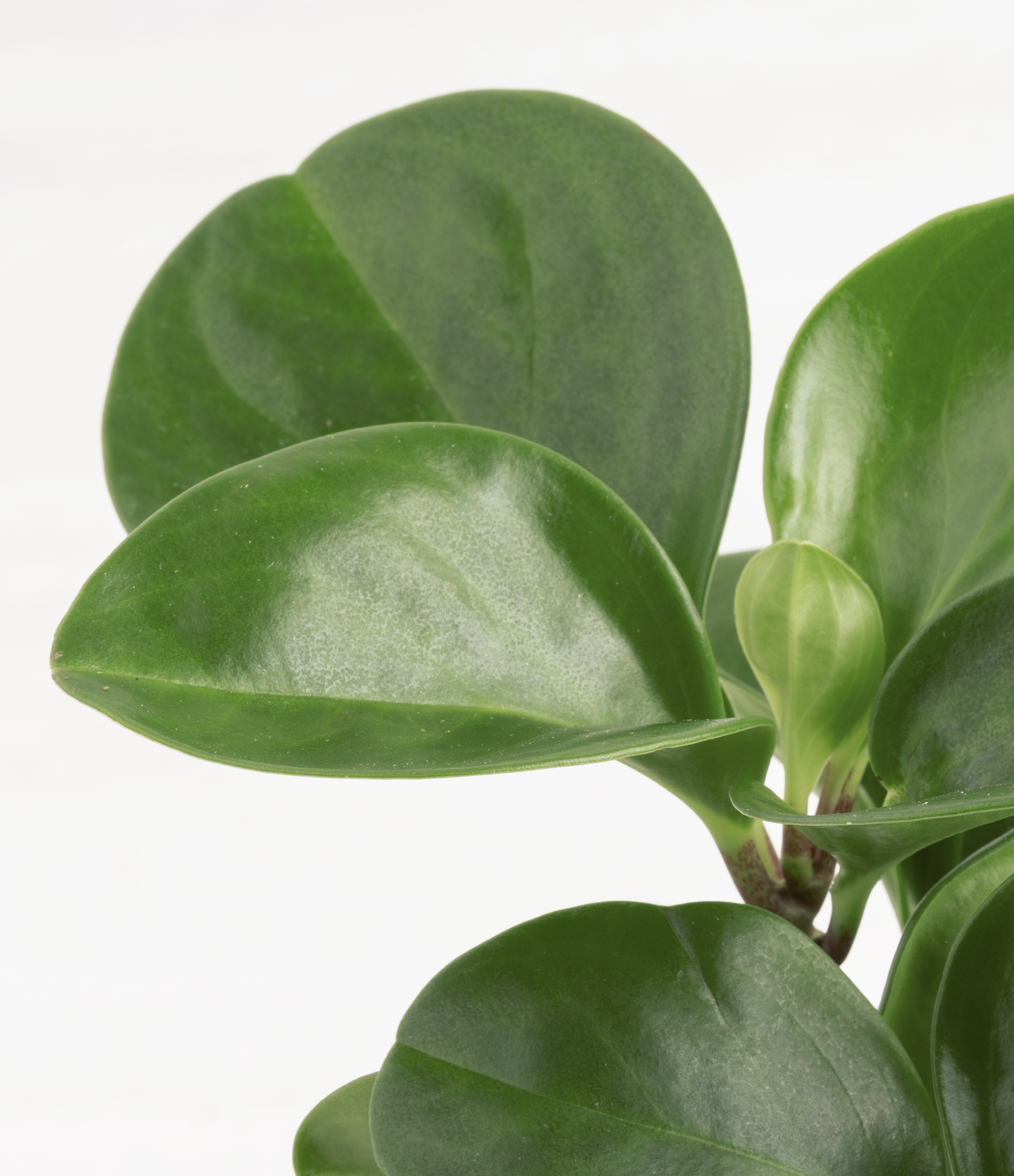 Peperomia