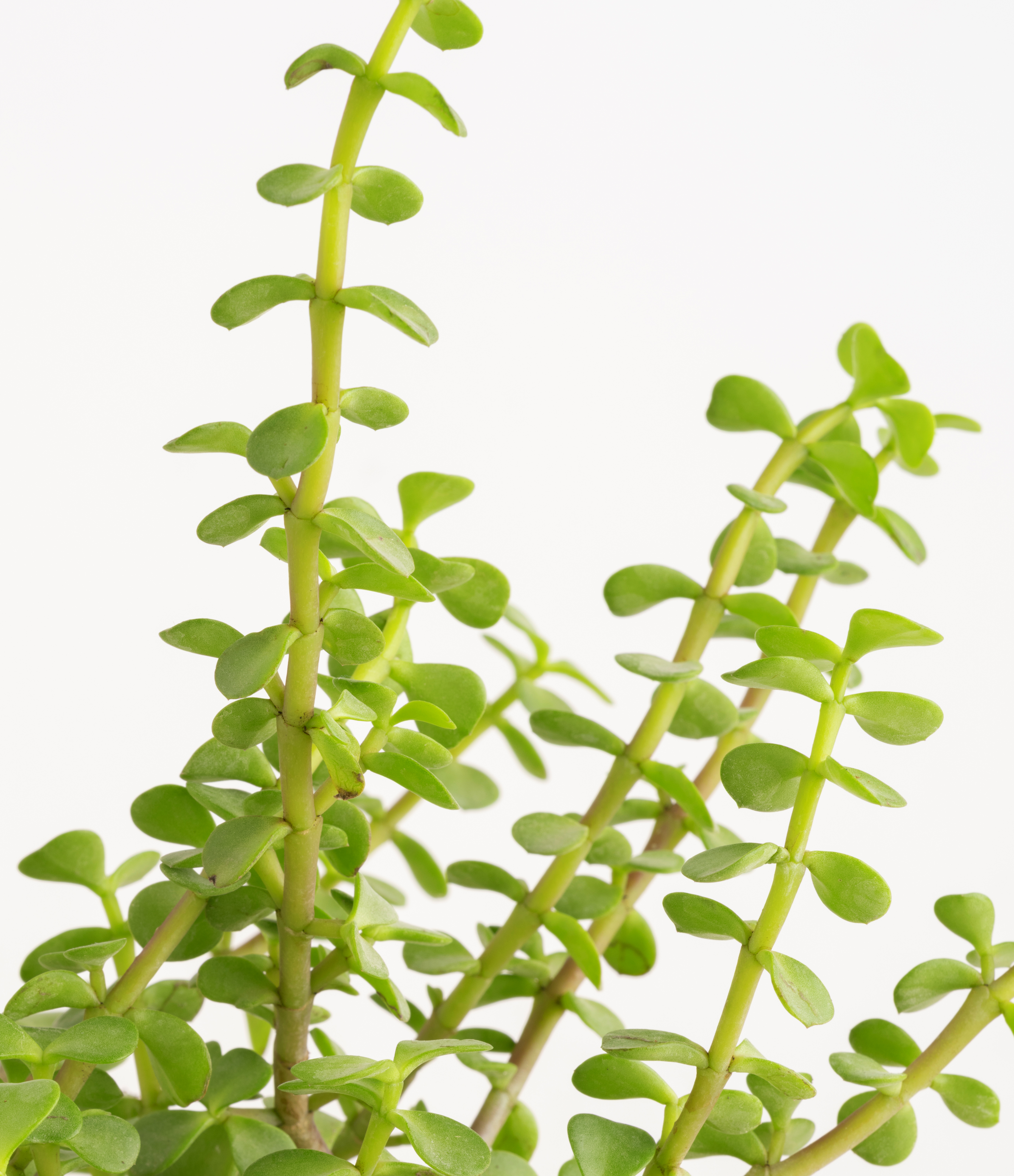 Elephant Bush