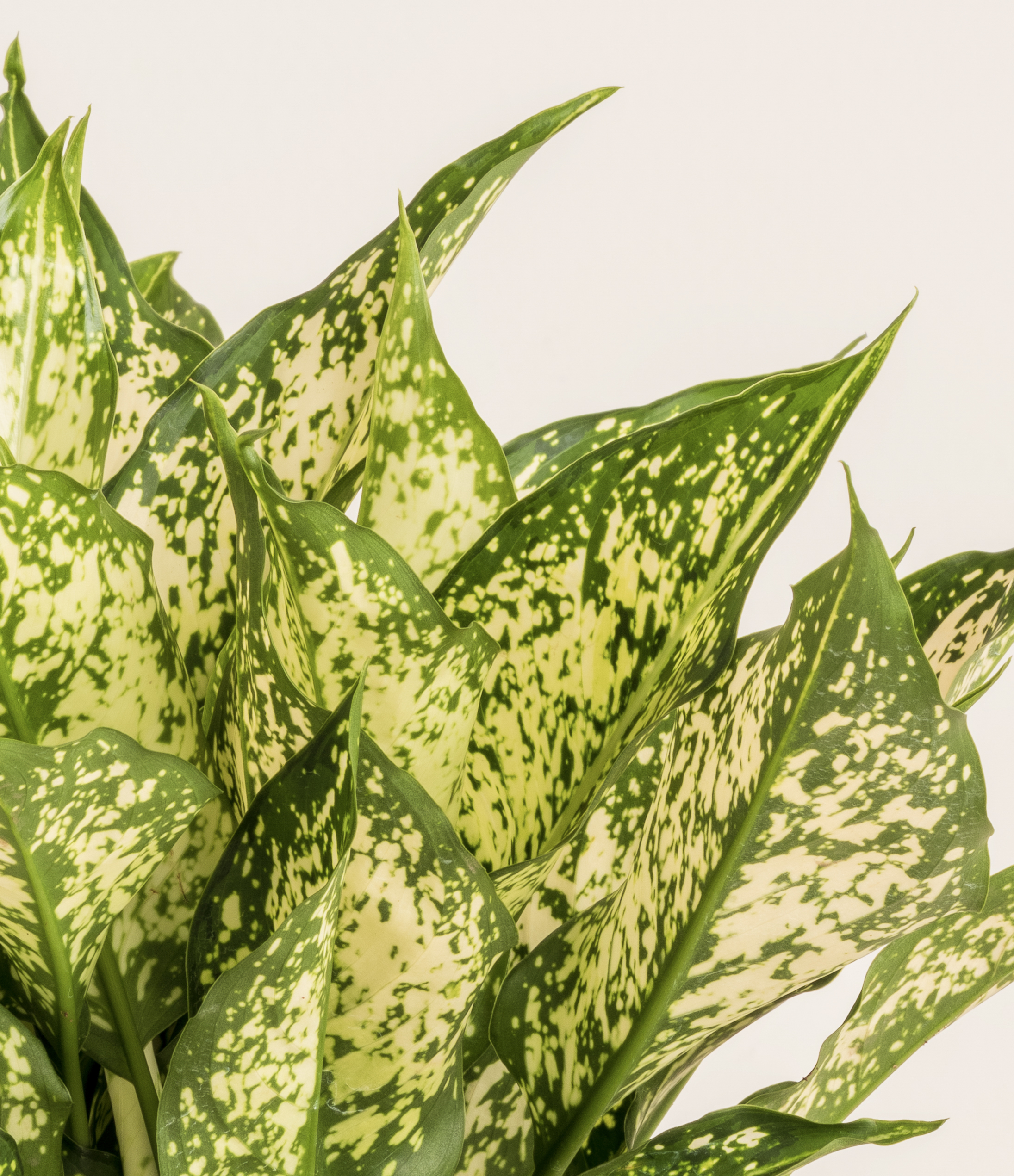 Aglaonema Snow White