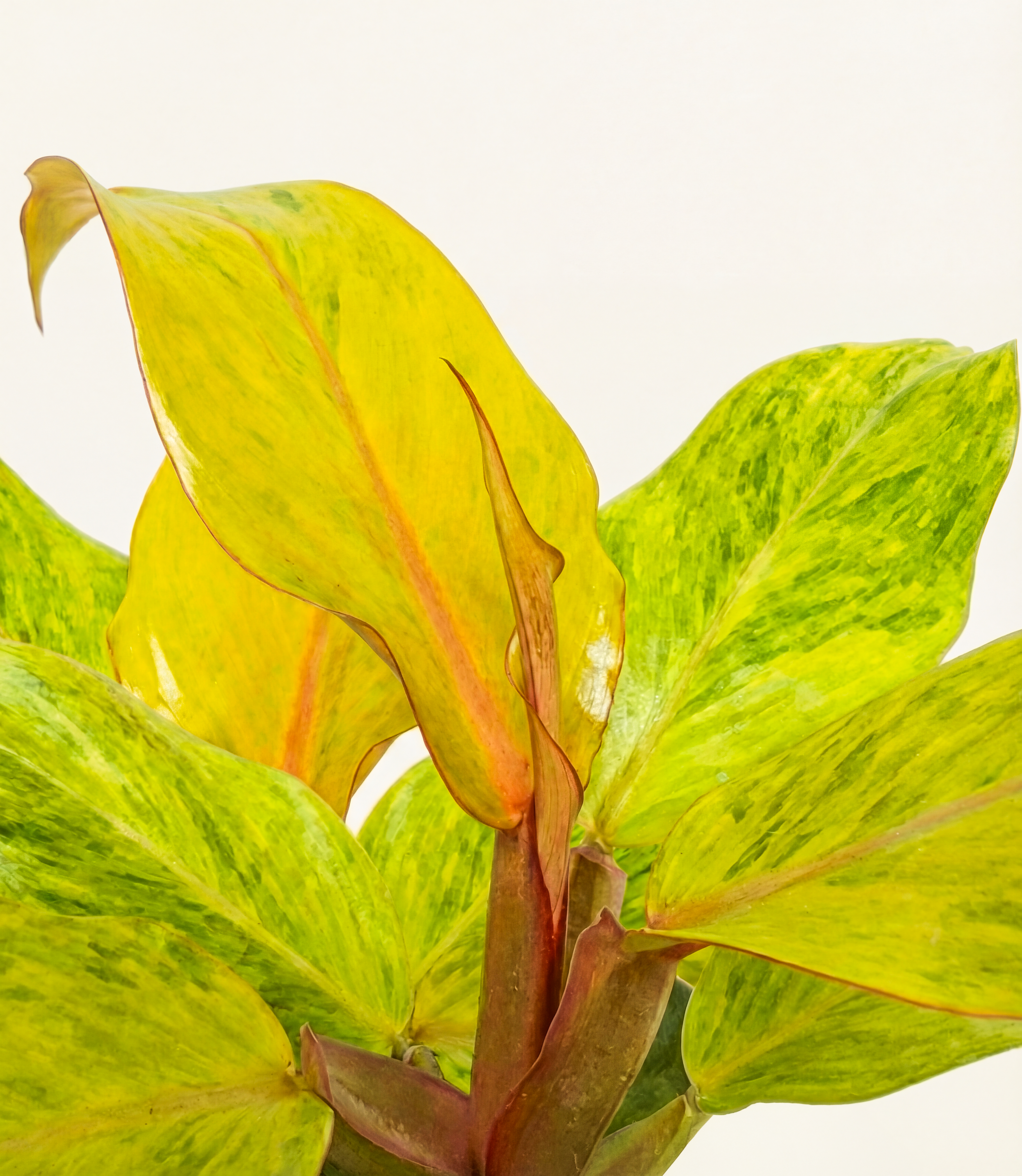 Philodendron Orange Marmalade