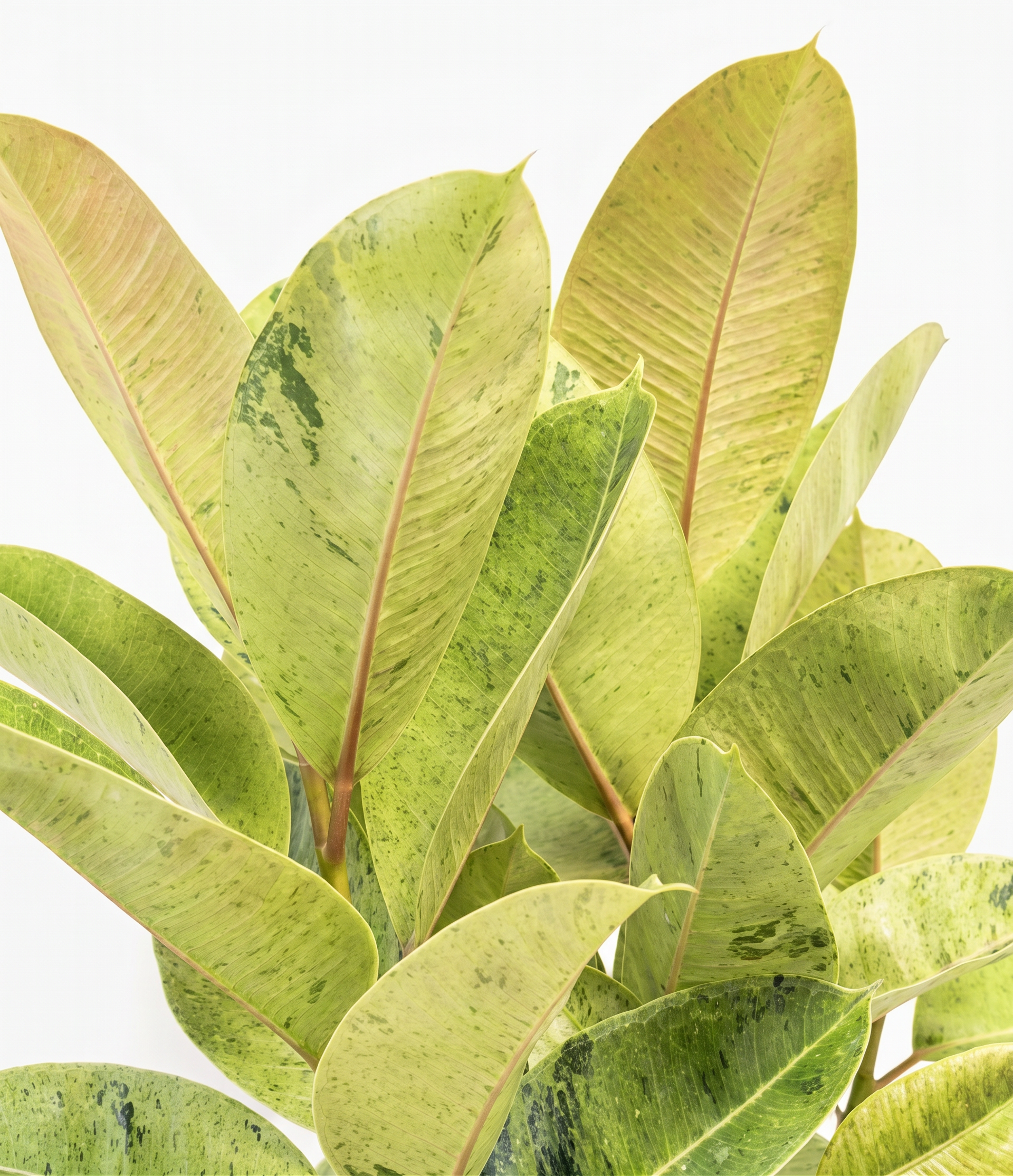 Ficus Shivereana