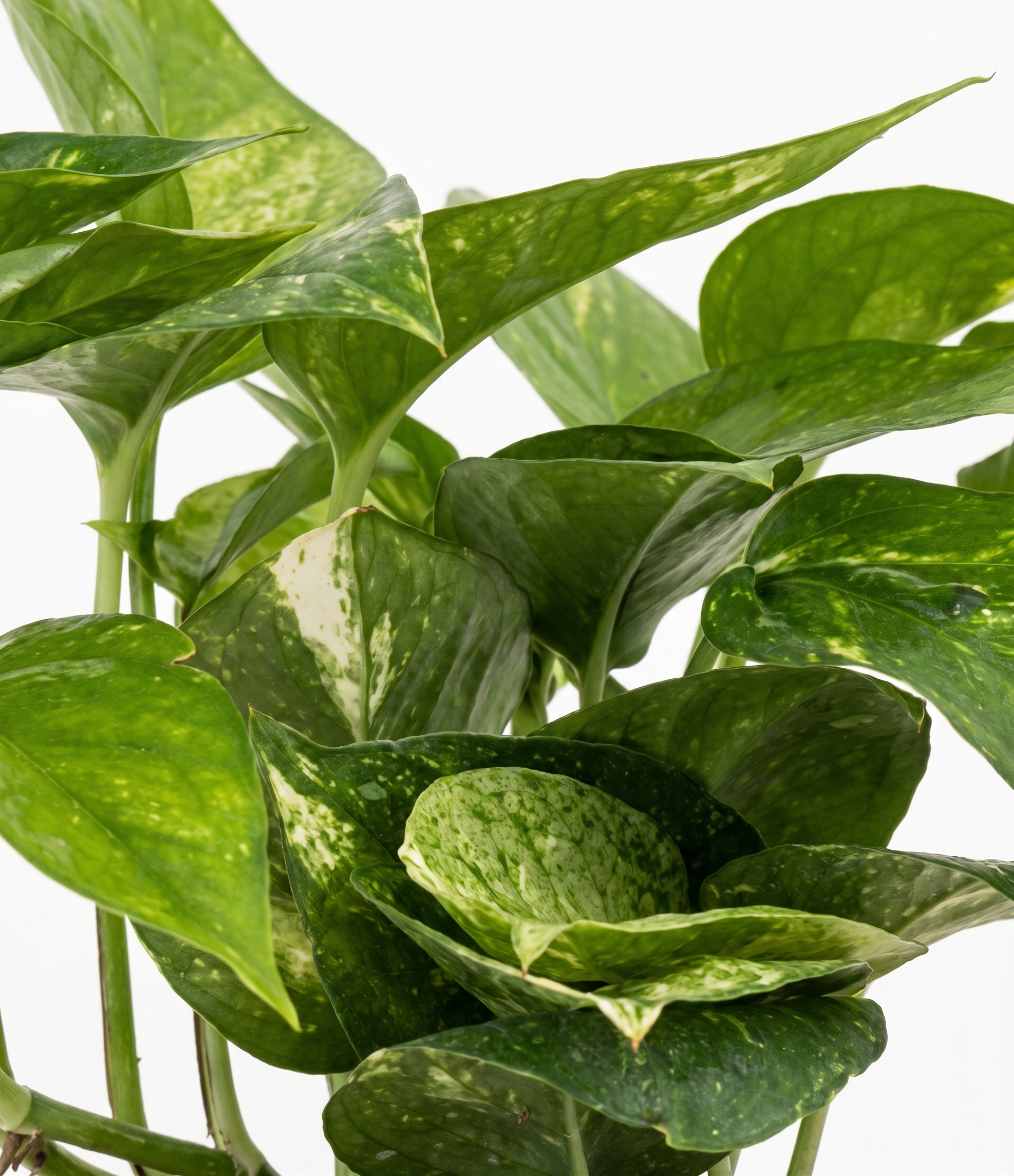 Golden Pothos