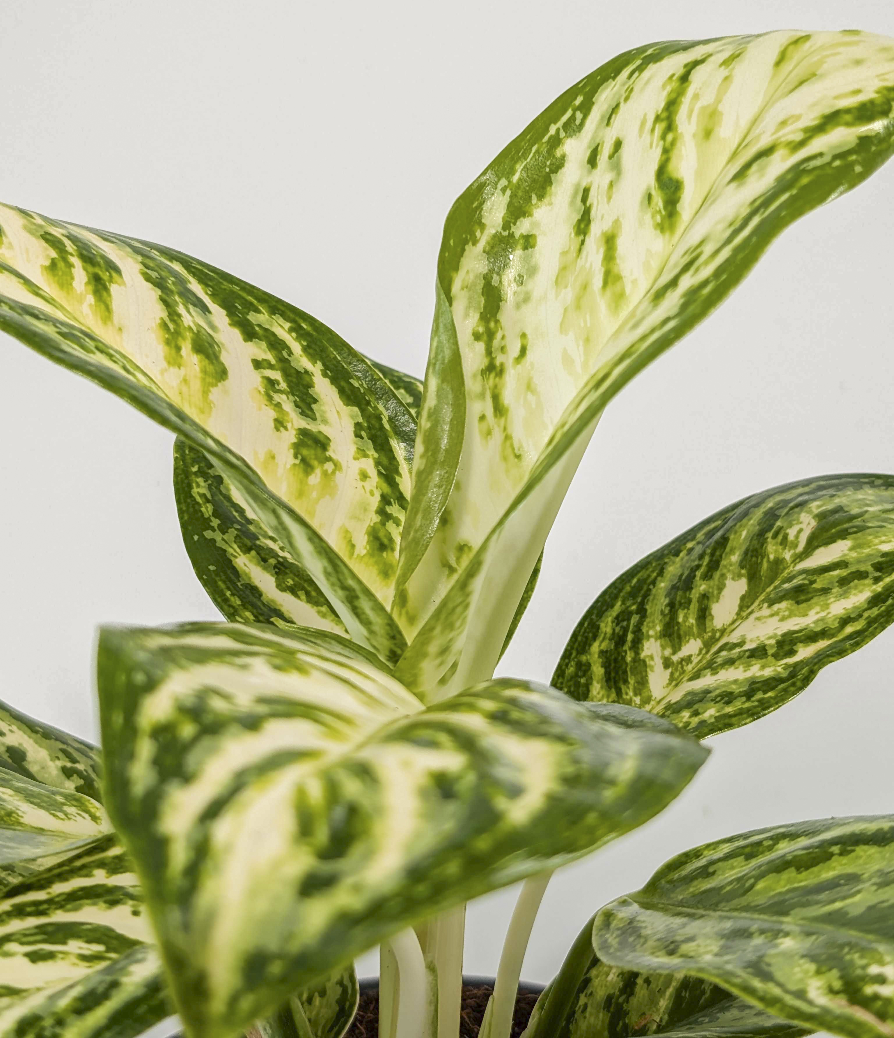 Aglaonema Minty Ice