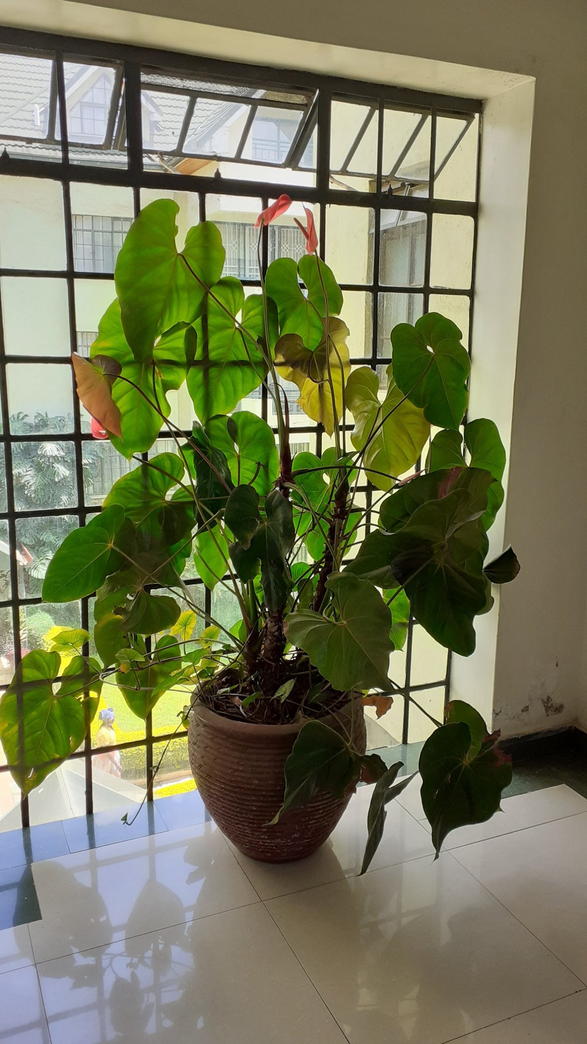 Unfurnished 3 bedroom Apartment in Lavington