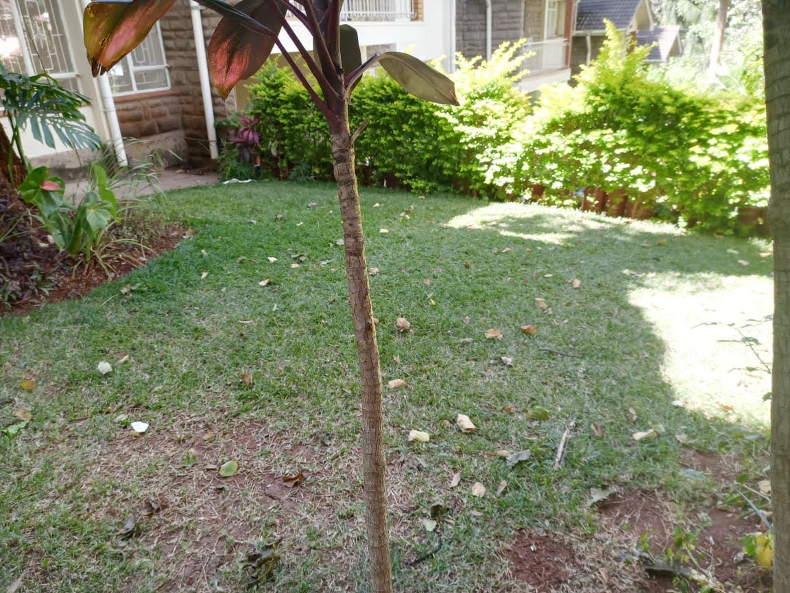 4 Bedroom plus Sq Townhouse in Westlands