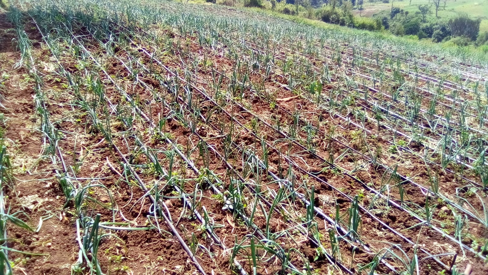 11 Acres of land available in Laikipia