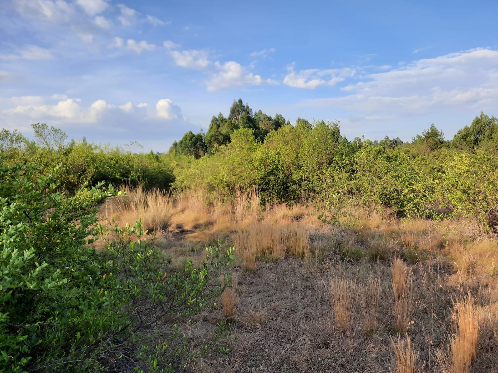 Land for sale in Karai