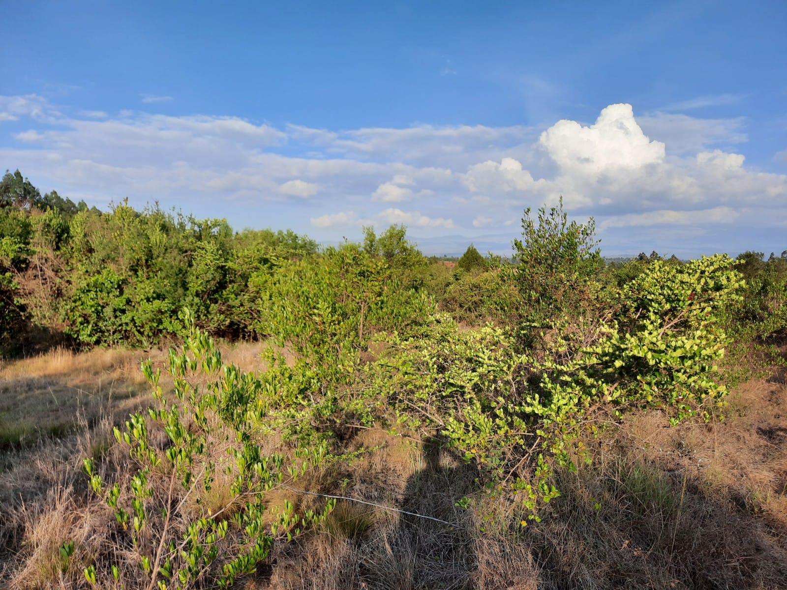 Land for sale in Karai