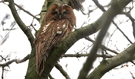 Bosuil bij schemering