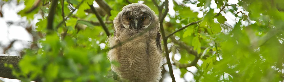 Uilenwerkgroepen home slider 3