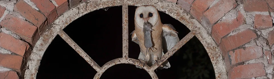 Uilenwerkgroepen home slider 2