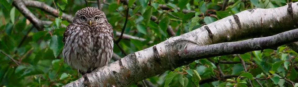 Uilenwerkgroepen home slider 1