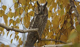 Ransuil in bosrijke omgeving