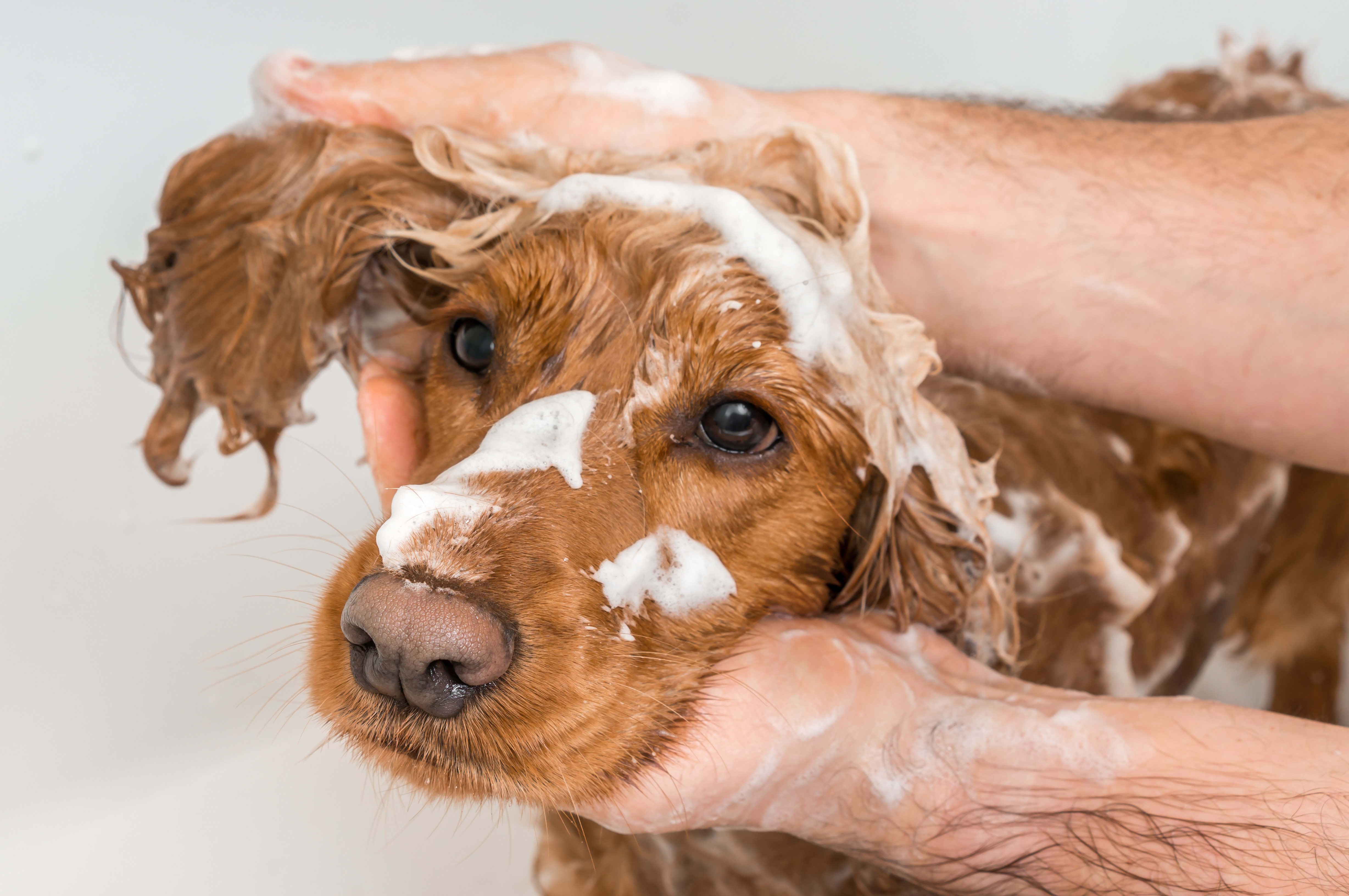 Petspiration: Dog Bath