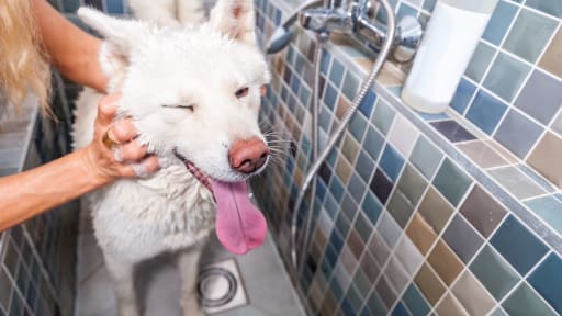 Tile Dog Bath