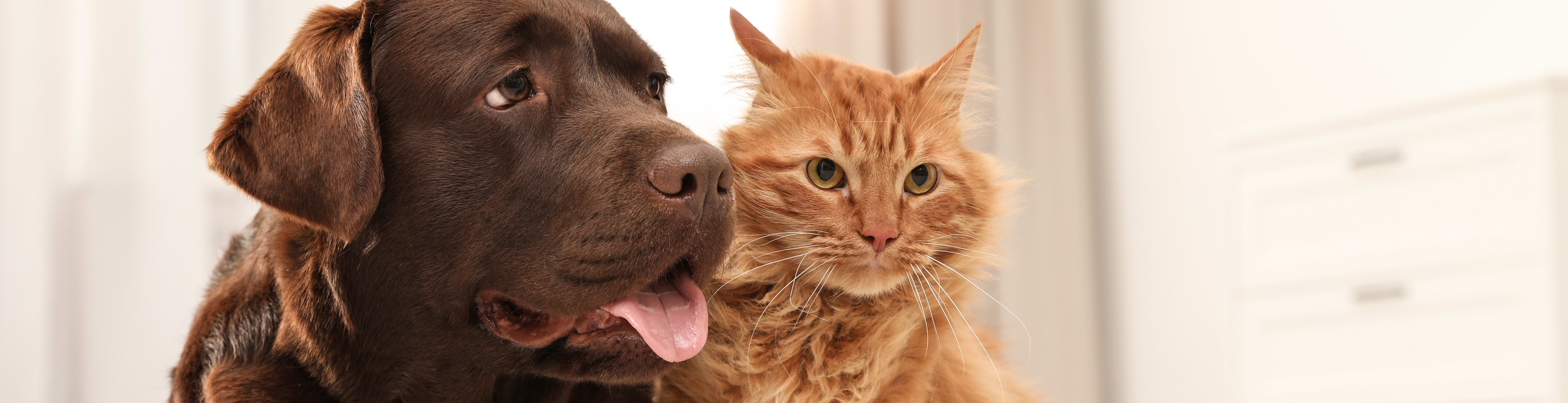 Pet Friendly Spaces Pet Friendly Spaces