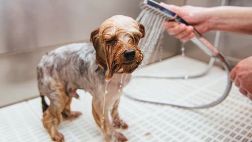 Dog Bath With Sprayer