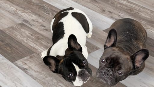 Pet Friendly Flooring Pet Friendly Flooring