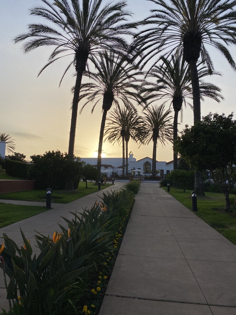 Sunset with palm trees
