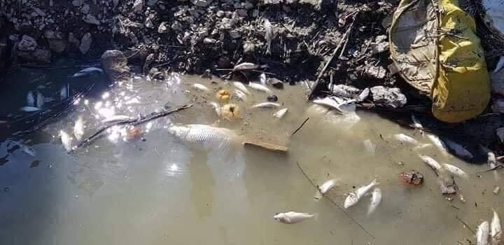 Organet përgjegjëse ta zbardhin rastin e ngordhjes së peshqve në Drinin e Bardhë