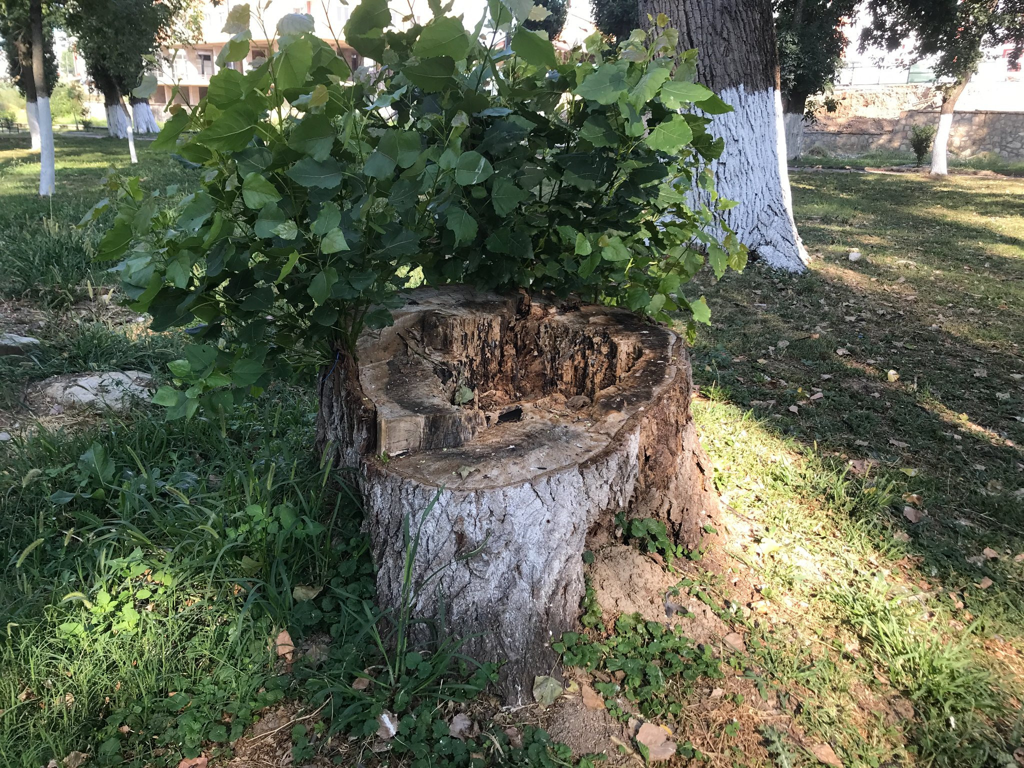 Colorful interventions in the trunks of the city park