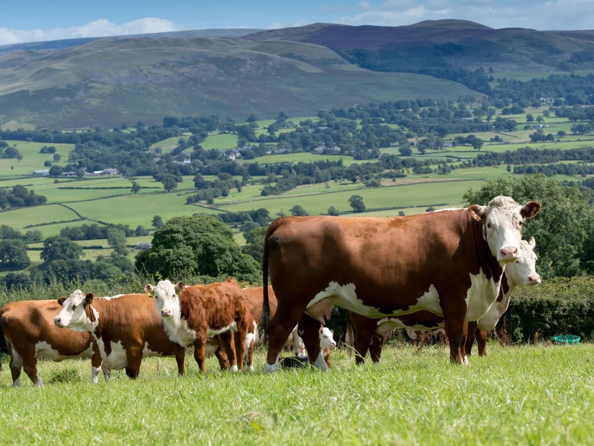 Farmland in England to be reduced by more than 10%