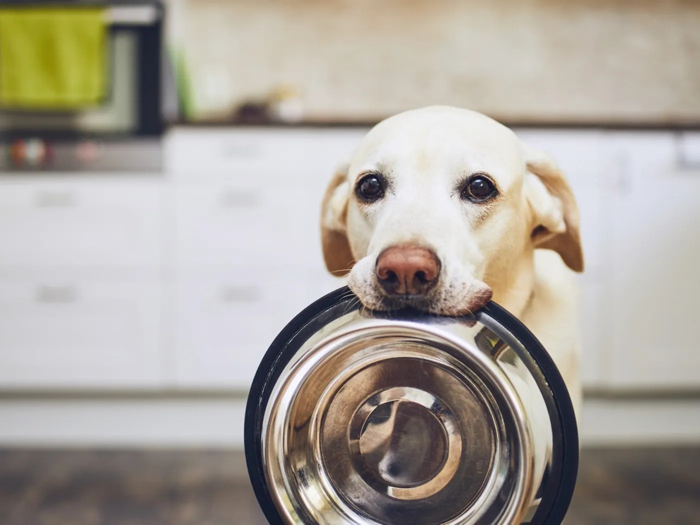 Dog treat made from lab-grown meat on sale in UK