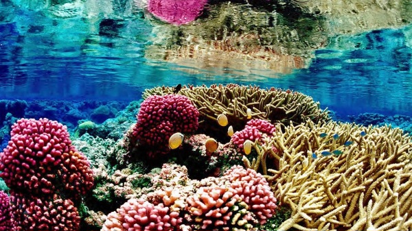 Novel tool boosts coral reef conservation