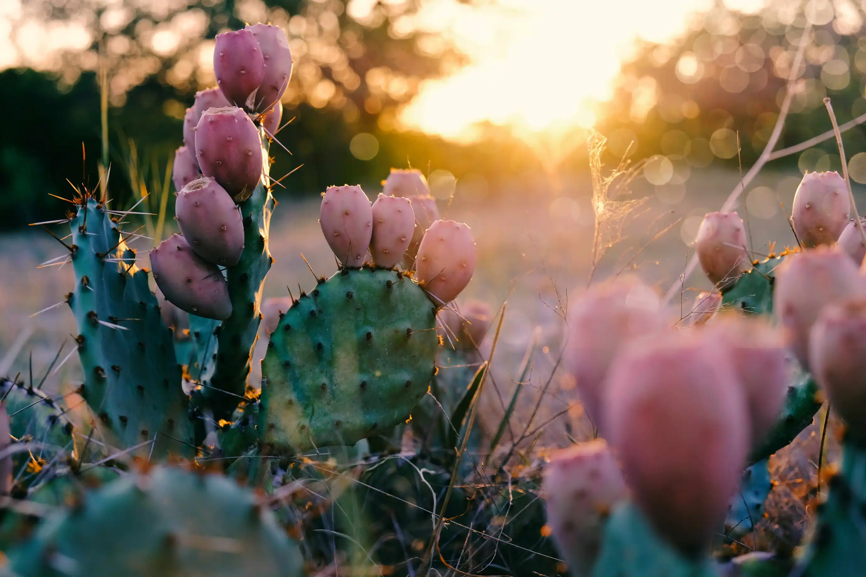 How do cactus plants adapt to their environment?