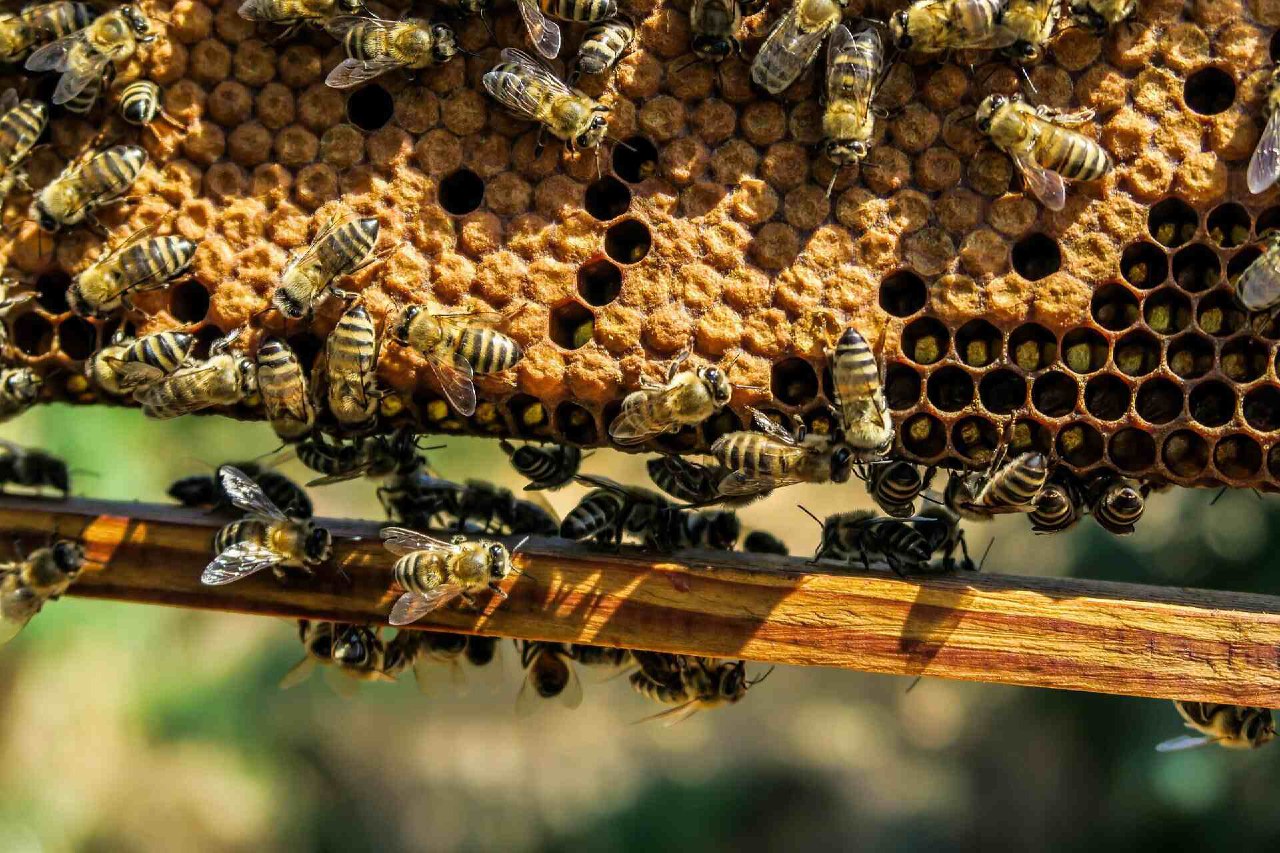 Beehive sensors could save honeybees