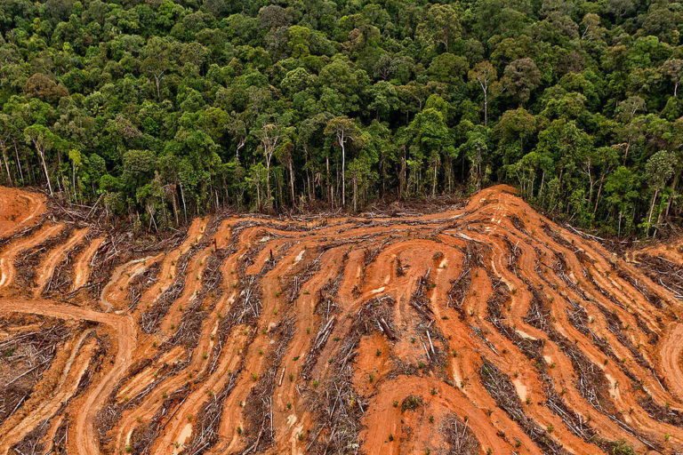 Belgium bans biofuels made from palm oil, soy
