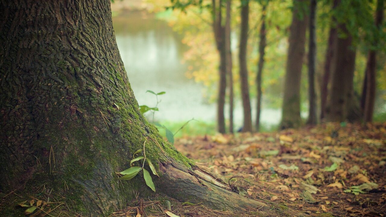 New 20m-tree forest planned in the west of England