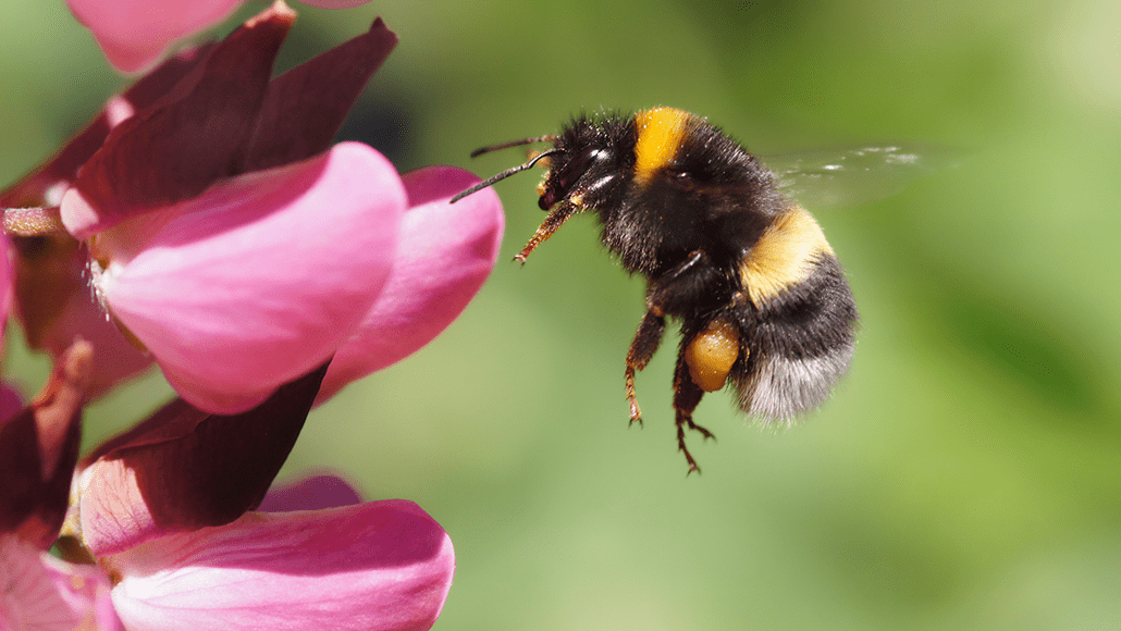 Pesticide use on UK farms to be cut by 10% by 2030