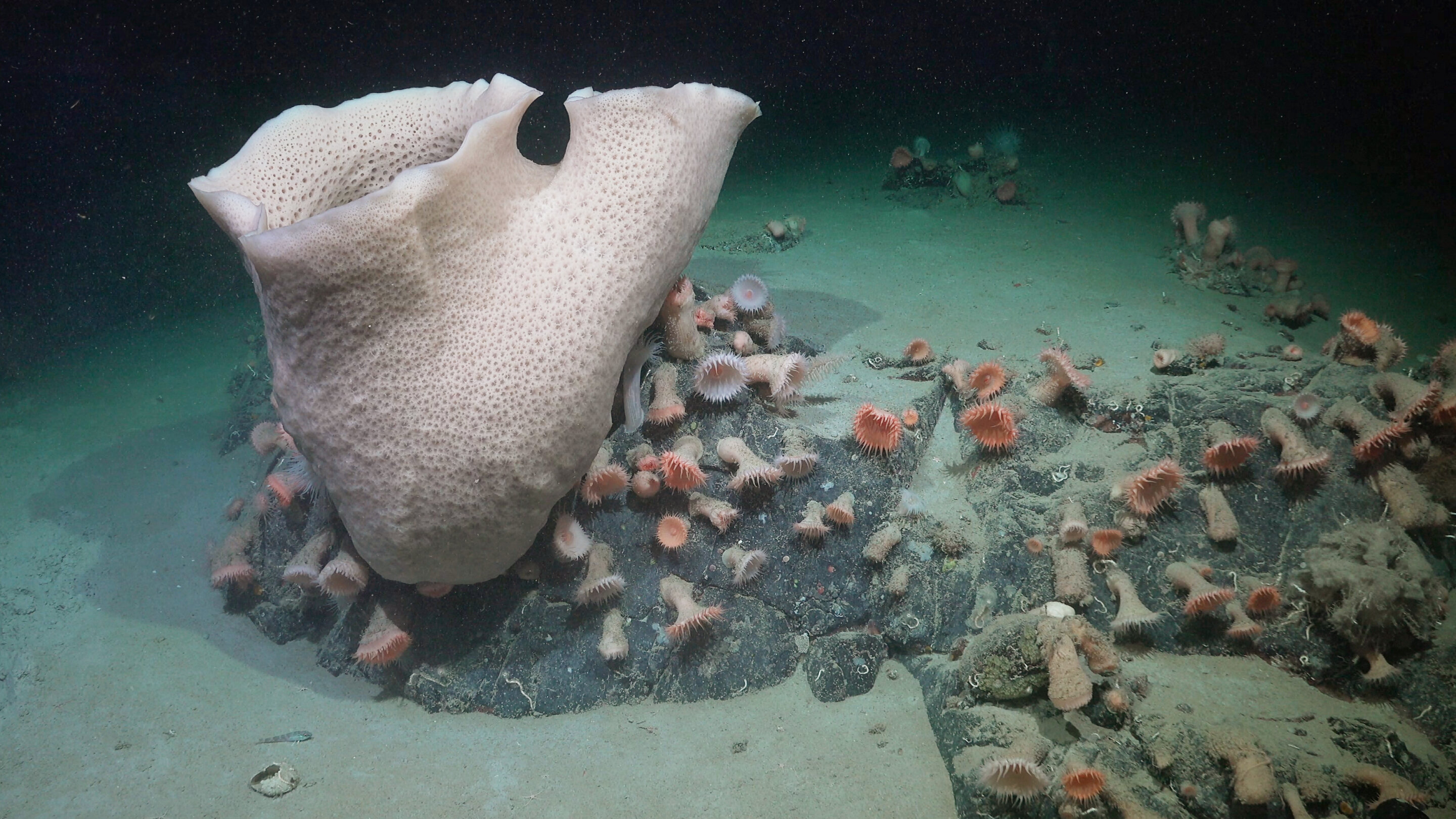 Thriving ecosystem found under Antarctic ice