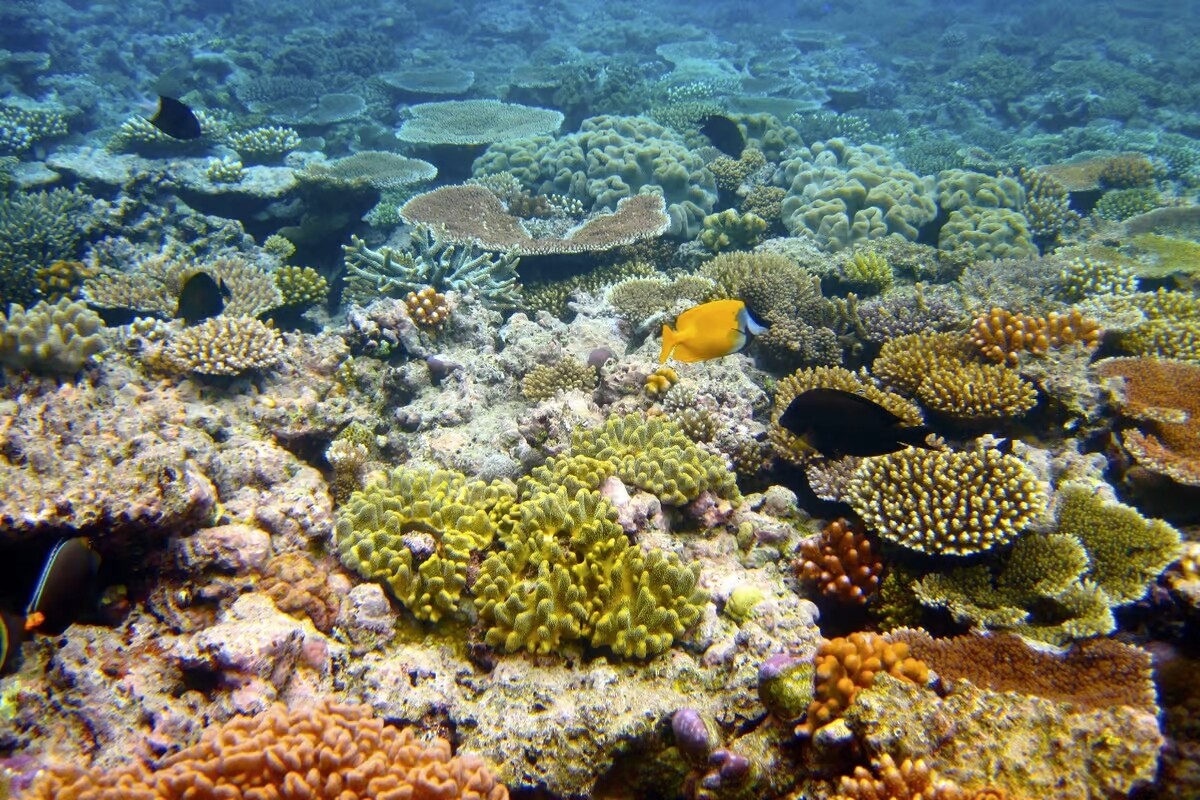 Global 'Revive Our Ocean' initiative launched