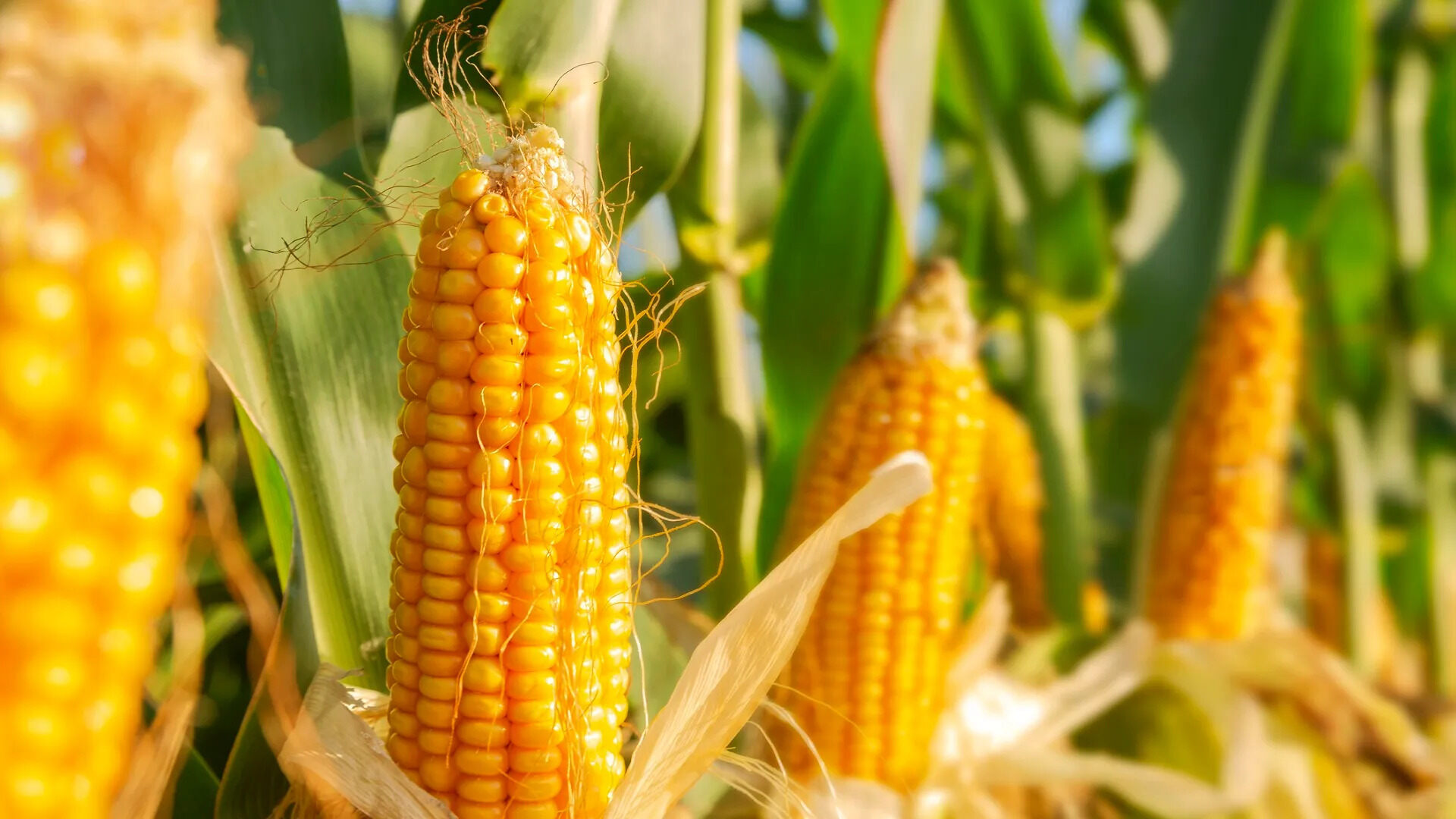 Corn boosts lithium-sulfur battery performance