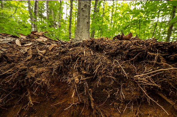 Automated system tracks methane in forest soils