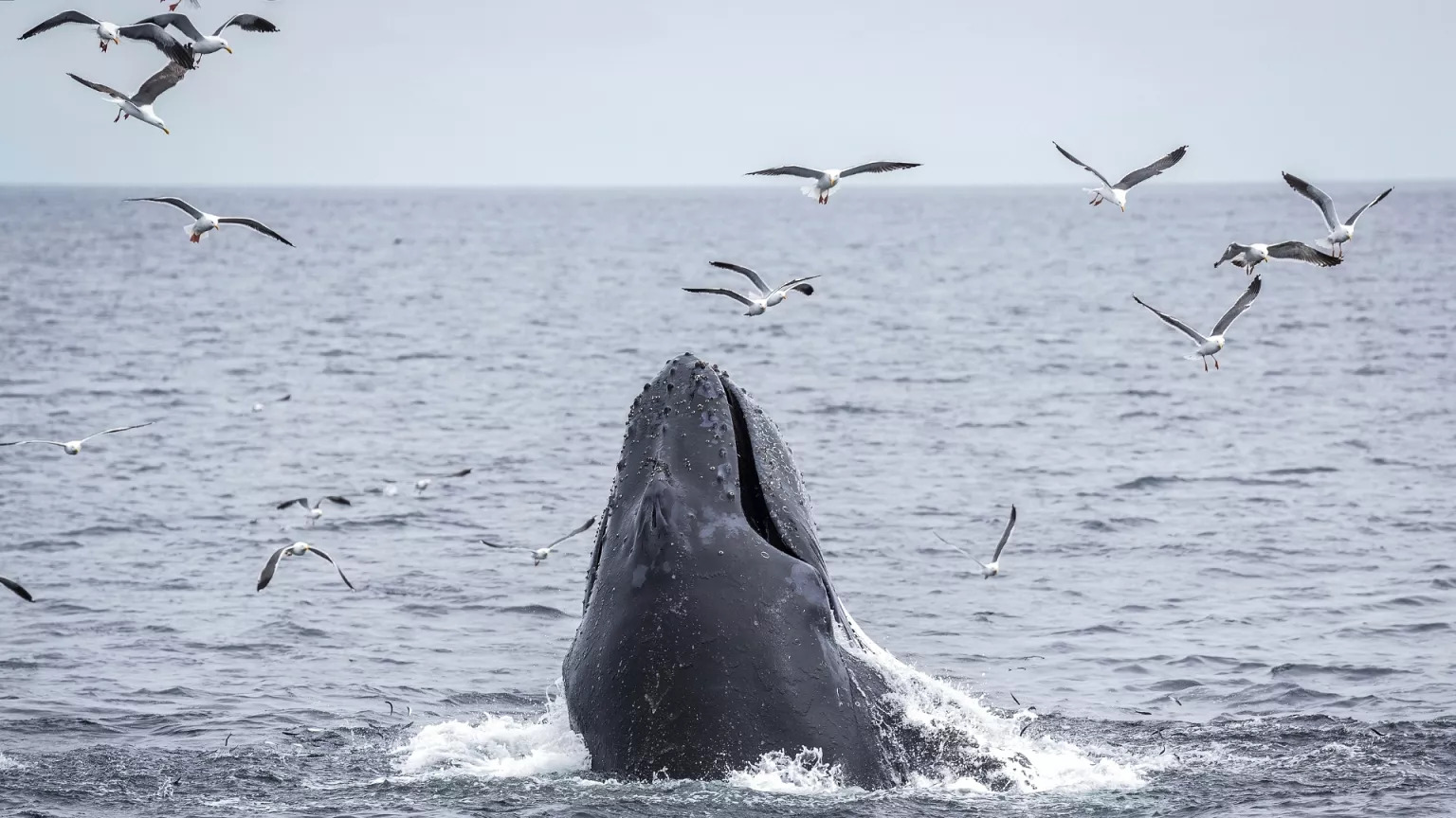 EU, 6 member states ratify UN treaty on high seas