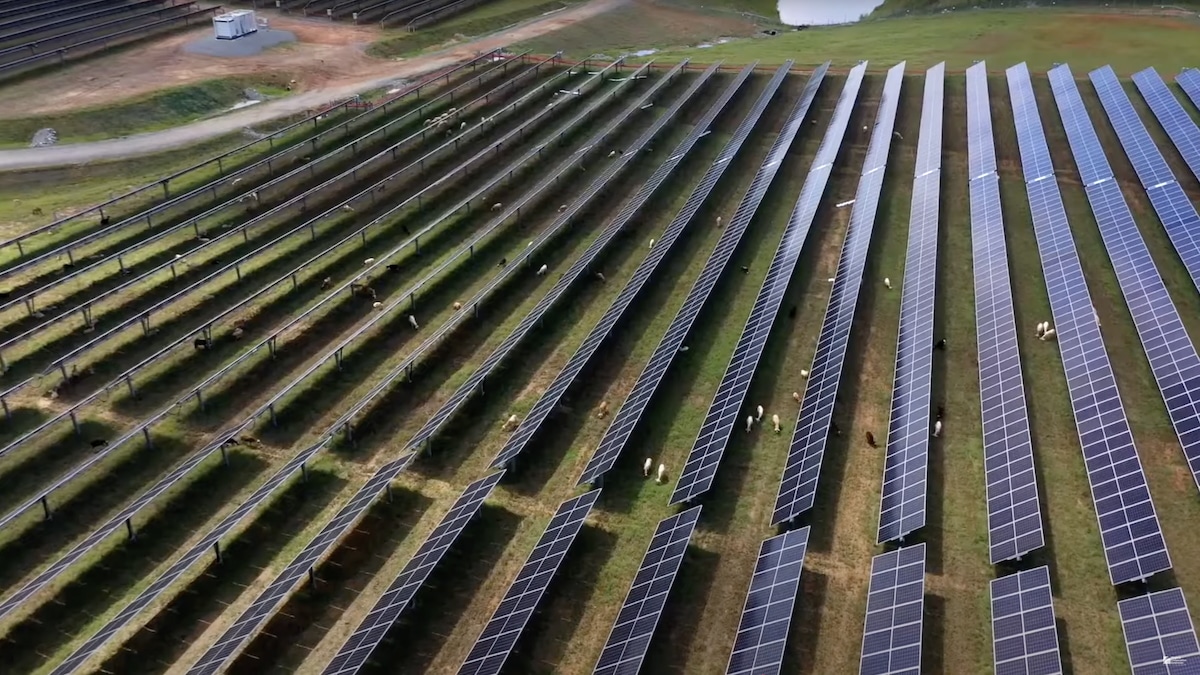 New agrivoltaic showcases sheep and honeybees