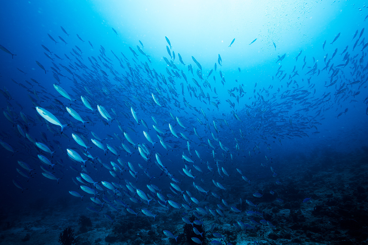 EU unveils ocean pact before UN conference