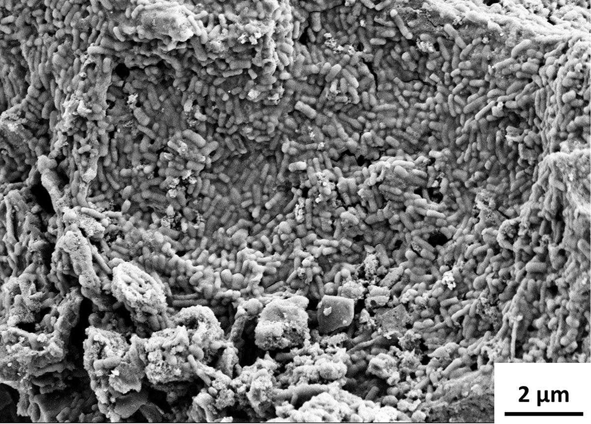 Dissolvable batteries made from gut bacteria