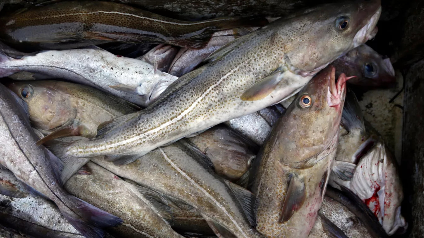 EU court backs ban on atlantic deep-sea fishing