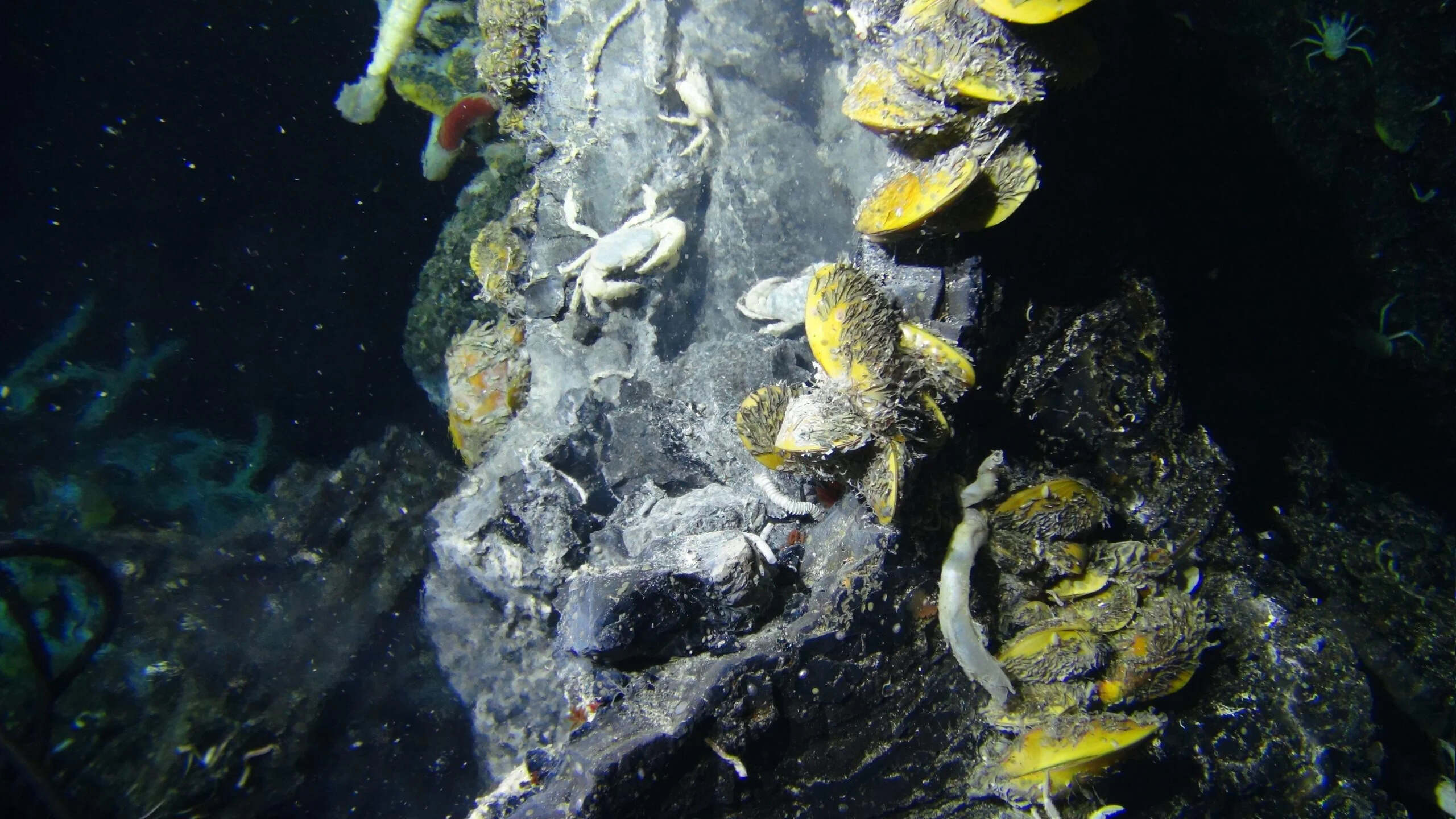 Rare deep-sea hydrothermal system found