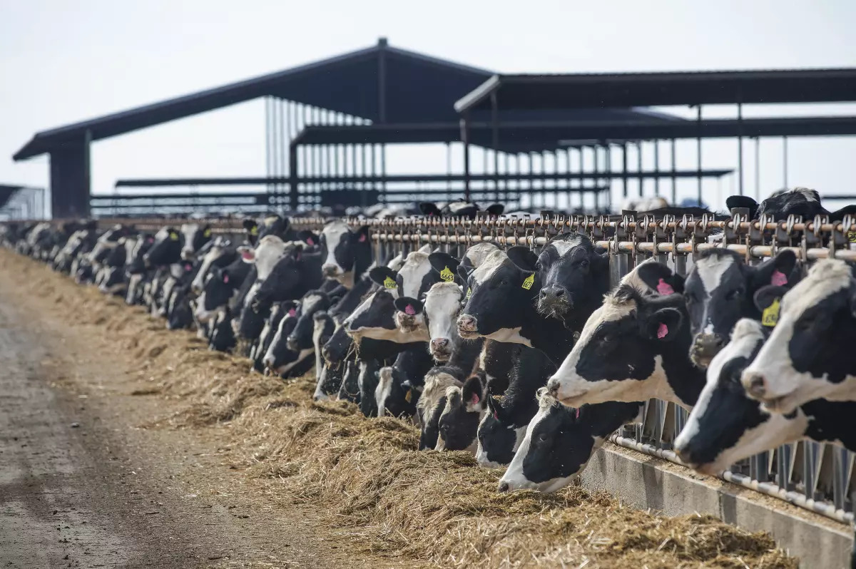 US startup turns cow manure into jet fuel
