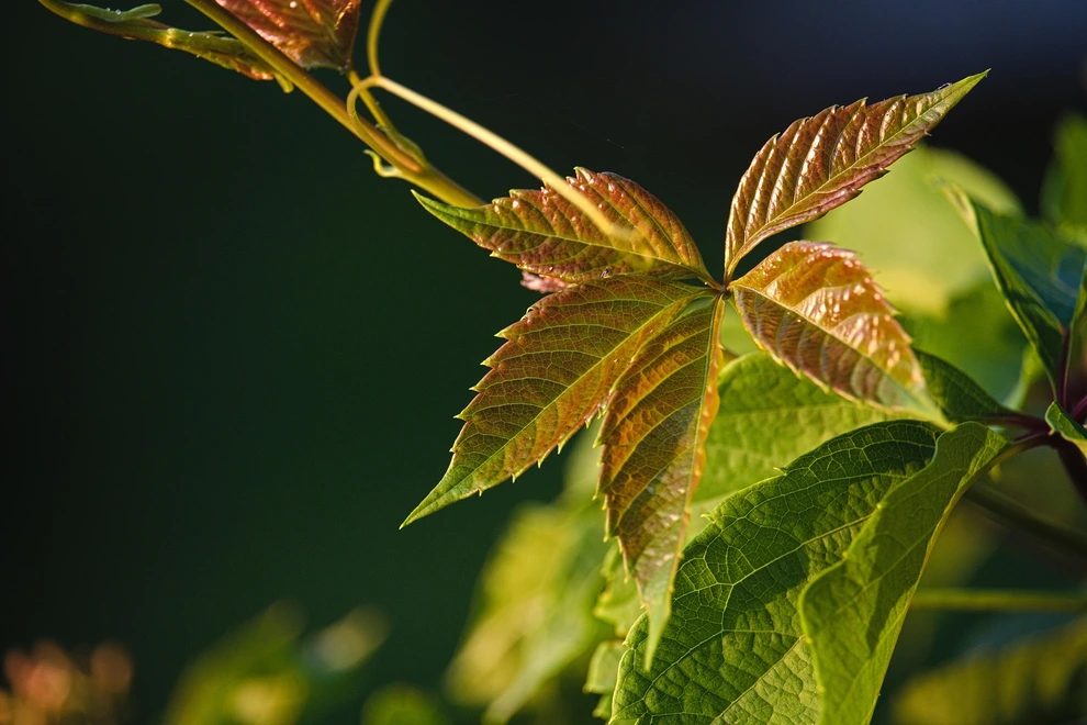 Swiss breakthrough in artificial photosynthesis